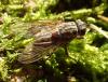 Helina impuncta